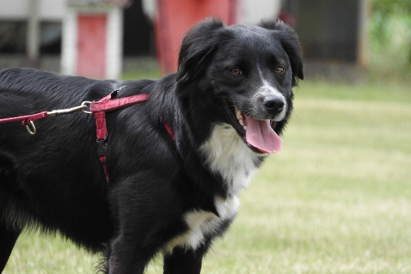 Dog collie mammal black Photo