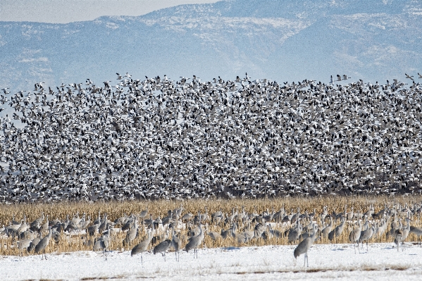 Bird flock birds cool image Photo