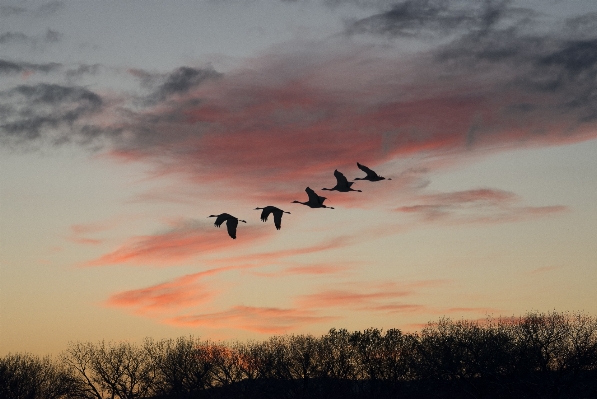 Bird cloud sky sunrise Photo