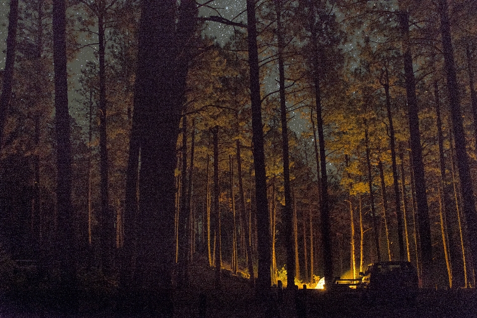 árvore natureza floresta região selvagem
