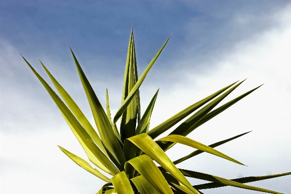 Tree nature grass branch Photo