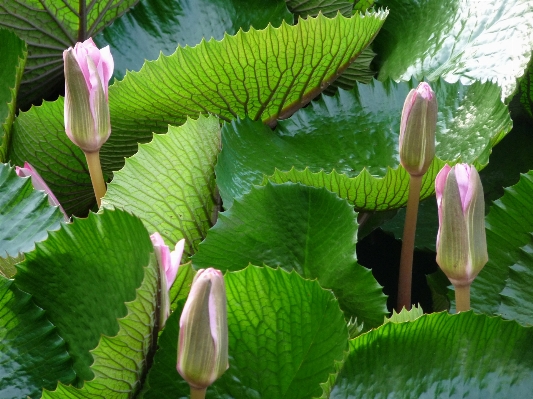 Foto Agua naturaleza planta hoja