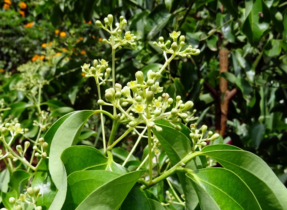 木 植物 葉 花