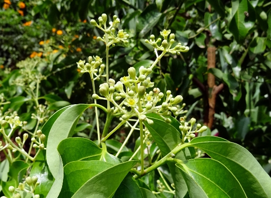 Tree plant leaf flower Photo