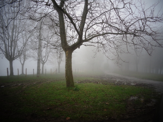 Landscape tree nature forest Photo