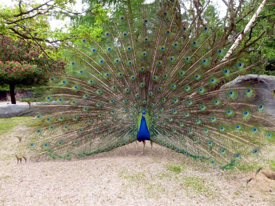 Naturaleza pájaro animal zoo