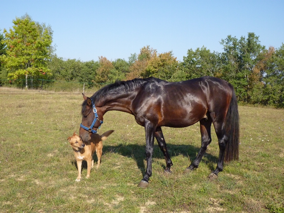 Meadow dog animal pasture