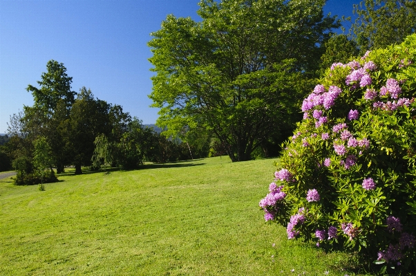 Foto Pohon rumput tanaman halaman