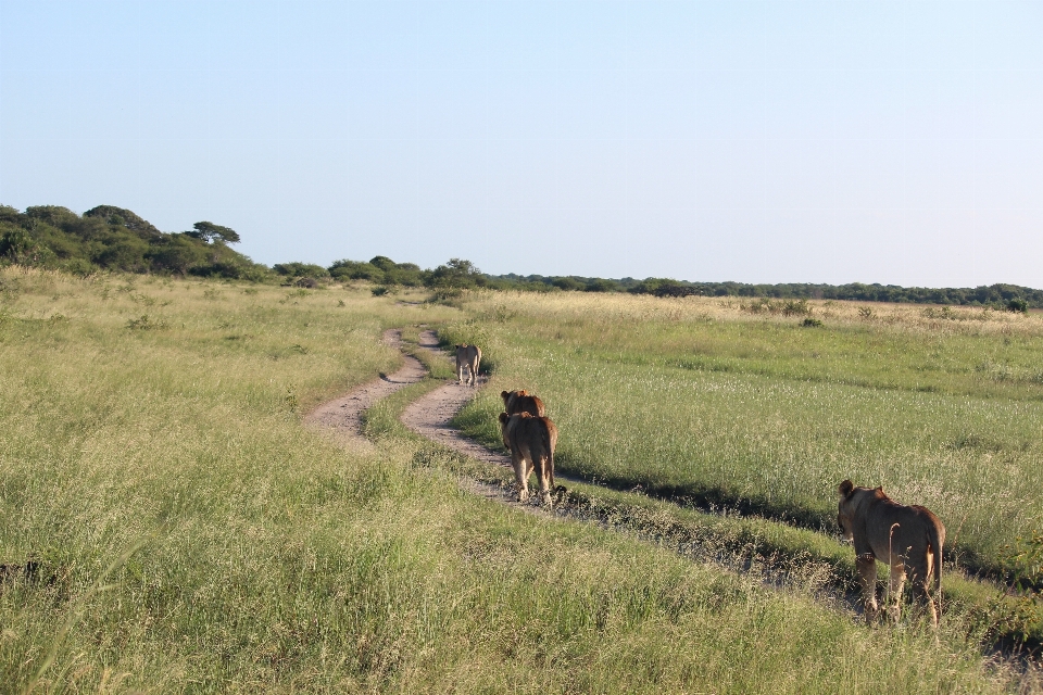 Césped campo prado
 pradera
