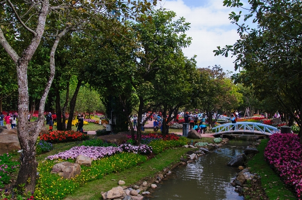 木 花 公園 ニコン
 写真