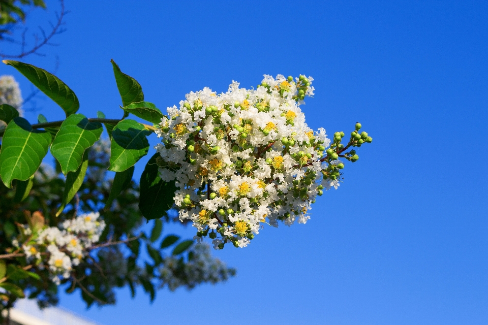 árbol naturaleza rama florecer