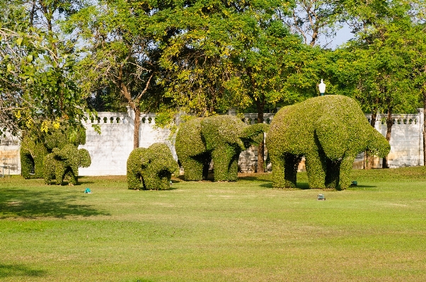 Tree grass plant farm Photo