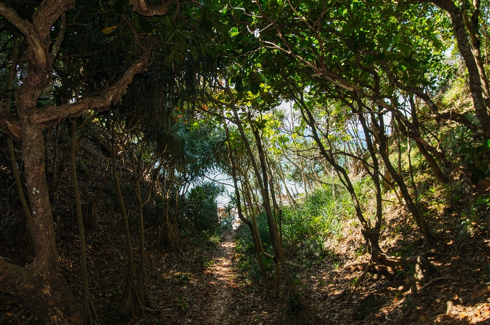 Albero natura foresta selvaggia
