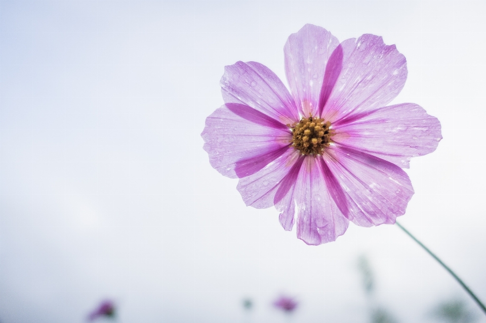 Blossom plant photography cosmos