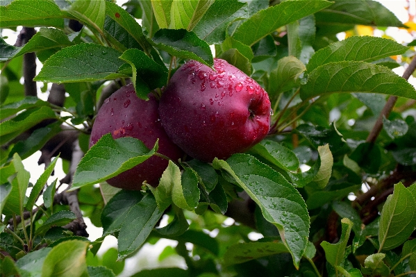 Apple tree nature branch Photo