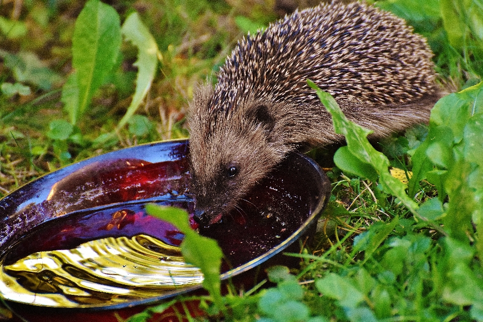 Nature épineux
 animal mignon