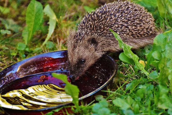 Nature prickly animal cute Photo