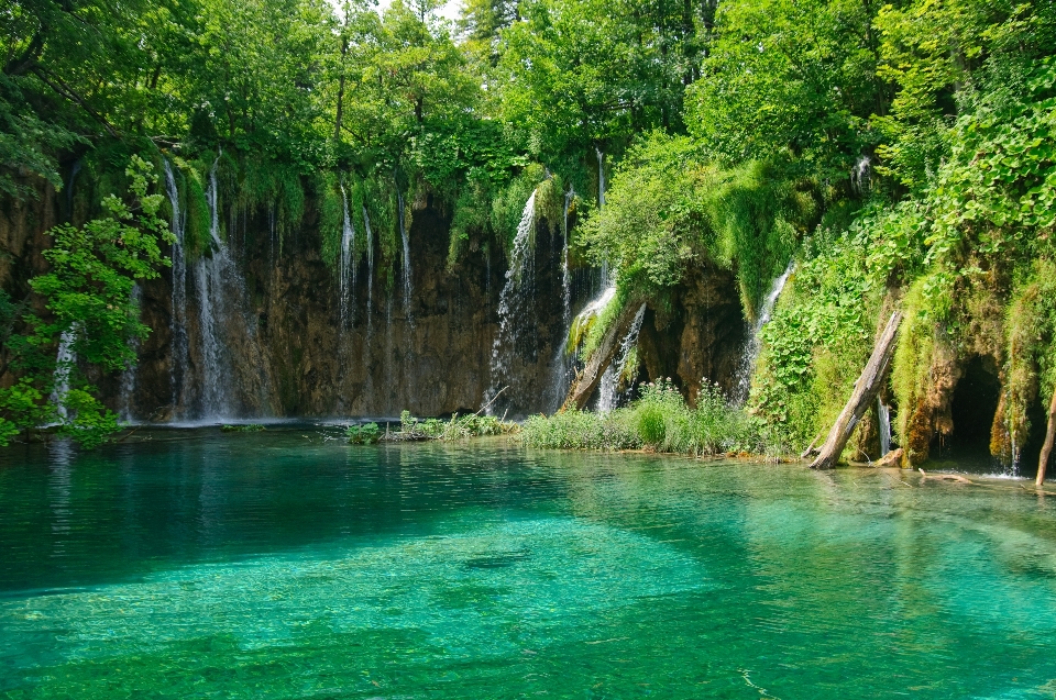 дерево лес водопад озеро