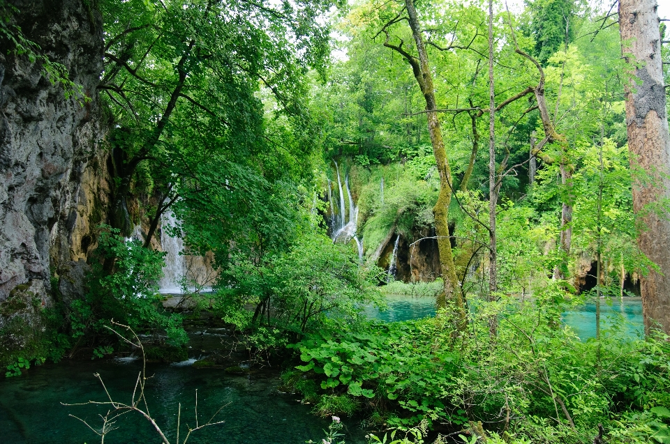 дерево лес водопад болото