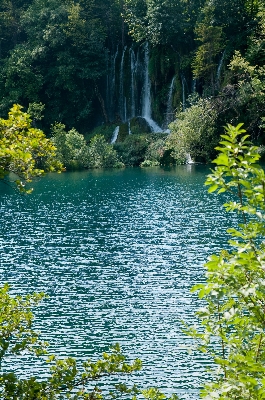 Tree water nature forest Photo