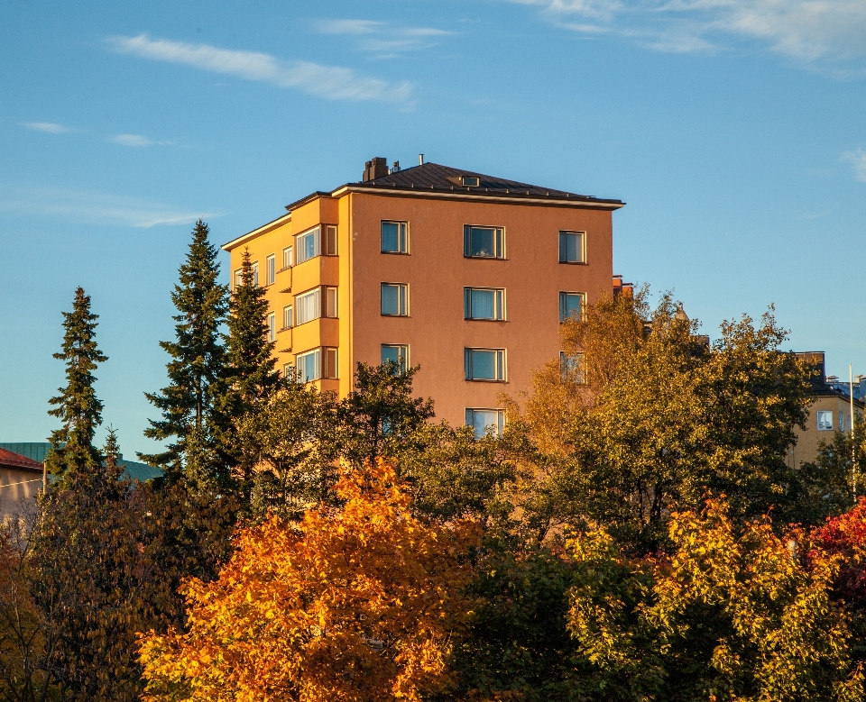 Drzewo woda na wolnym powietrzu architektura