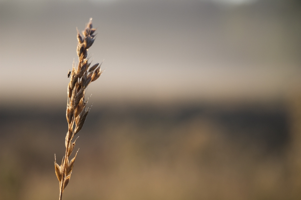 Natur gras zweig anlage