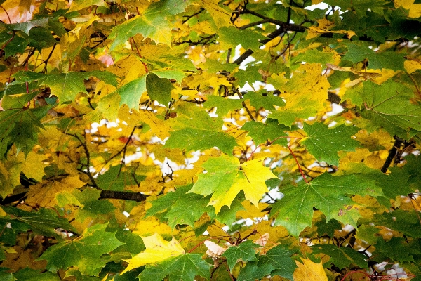 Tree nature branch bokeh Photo