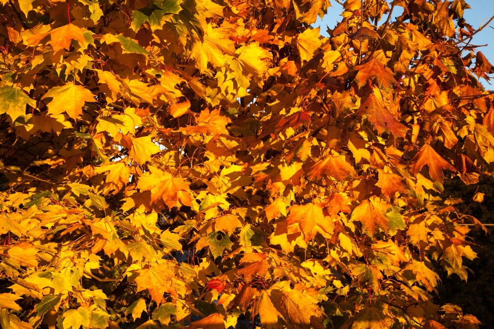 Baum natur zweig bokeh
