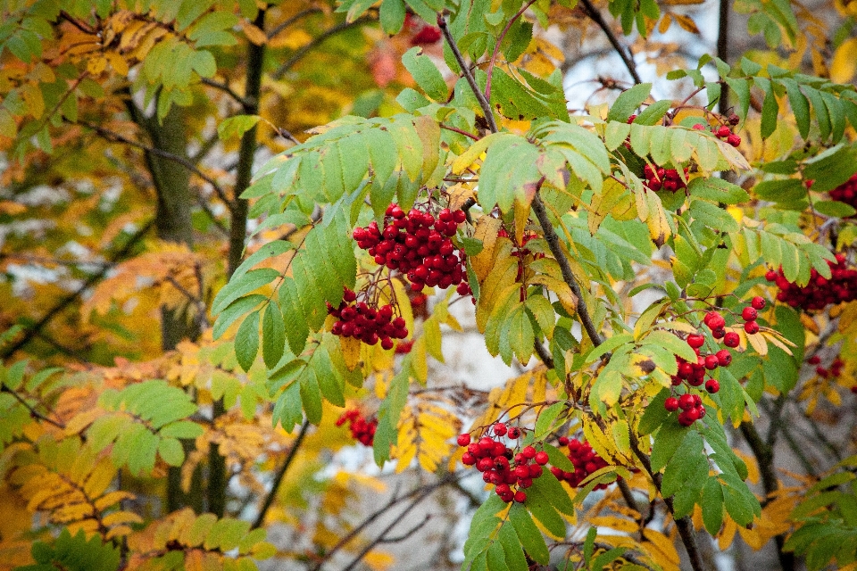 Tree nature branch bokeh