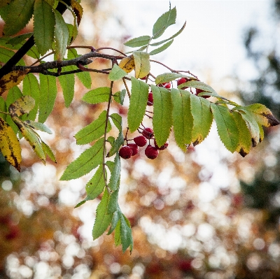 Tree nature branch blossom Photo