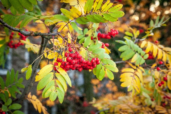 Tree nature branch bokeh Photo