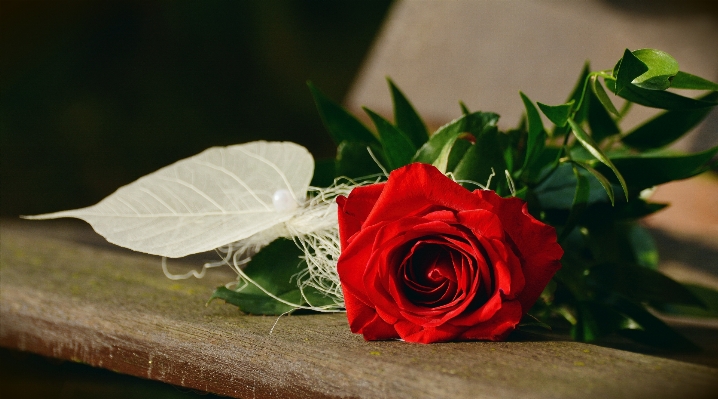 Plant photography leaf flower Photo