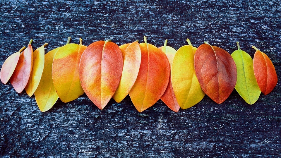 Usine fruit feuille automne