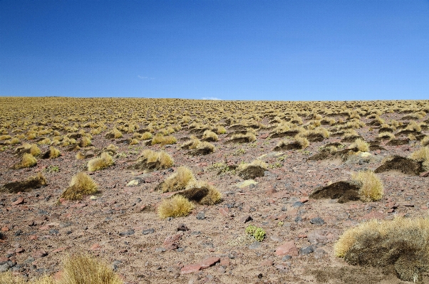 Landscape wilderness field prairie Photo