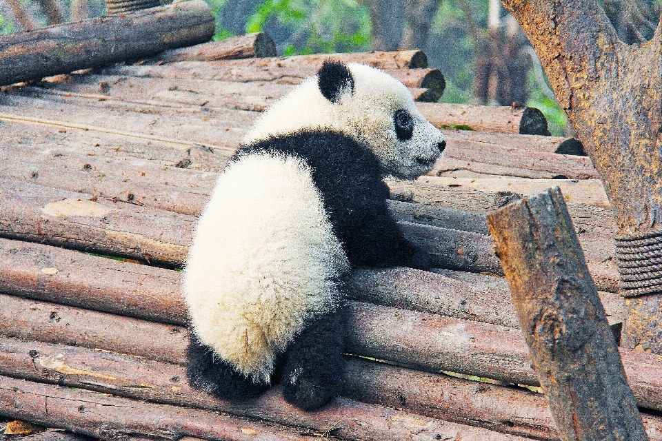 黑与白 城市 动物 可爱的