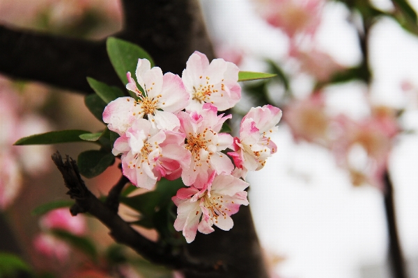 Nature branch blossom plant Photo