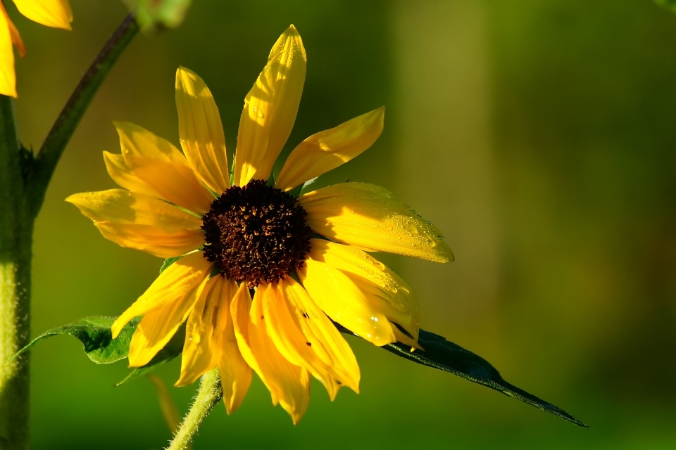 Nature blossom bokeh plant