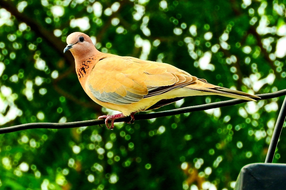 Natur zweig vogel flügel