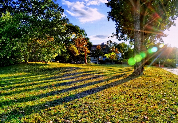 Landscape tree nature grass Photo