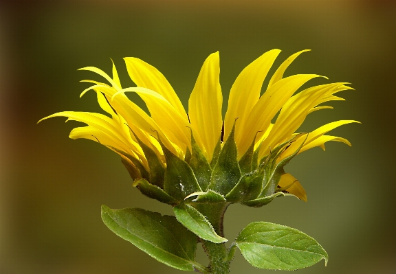 Plant leaf flower petal Photo