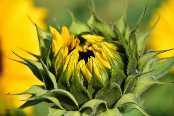 Nature blossom plant flower Photo