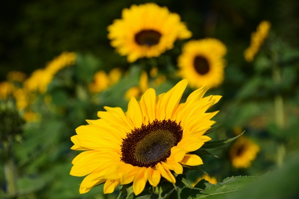 Foto Natureza florescer plantar campo