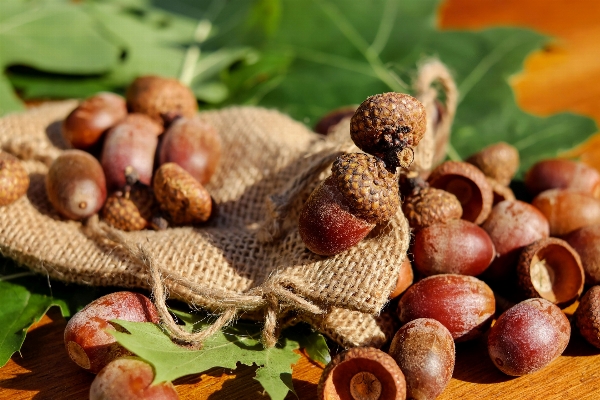 Anlage frucht dekoration essen Foto