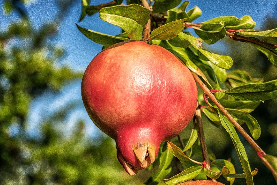 Apple drzewo natura oddział