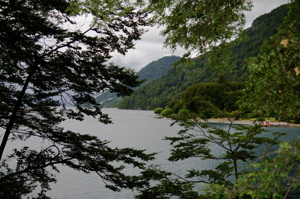 árvore natureza floresta região selvagem
