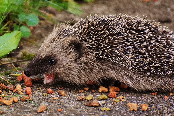 Nature prickly animal cute Photo