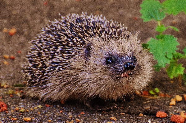 Nature prickly animal cute Photo