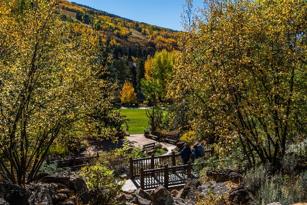 Landscape tree nature path Photo