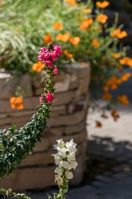 Nature blossom plant leaf Photo