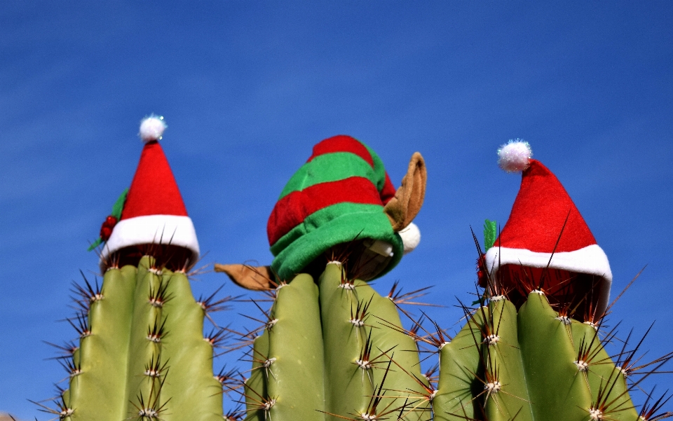 Cactus
 pianta fiore celebrazione